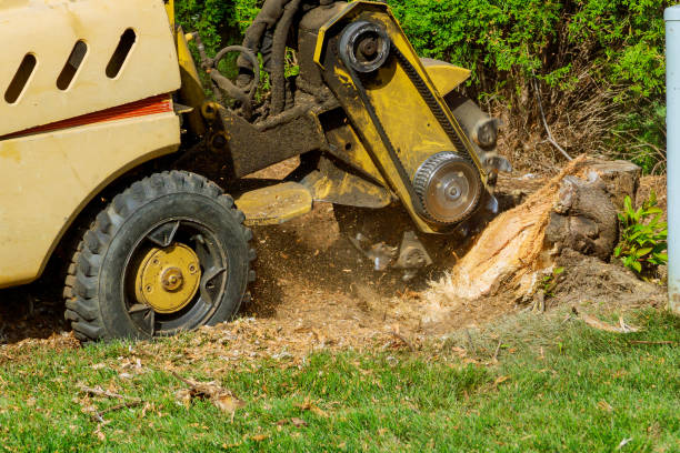 Tree Branch Trimming in Leesport, PA